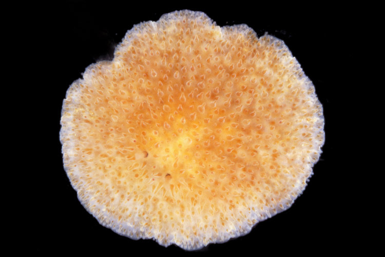 Представитель Семейства Hoploplanidae
